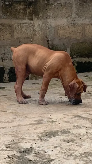 3-6 months Male Purebred Boerboel