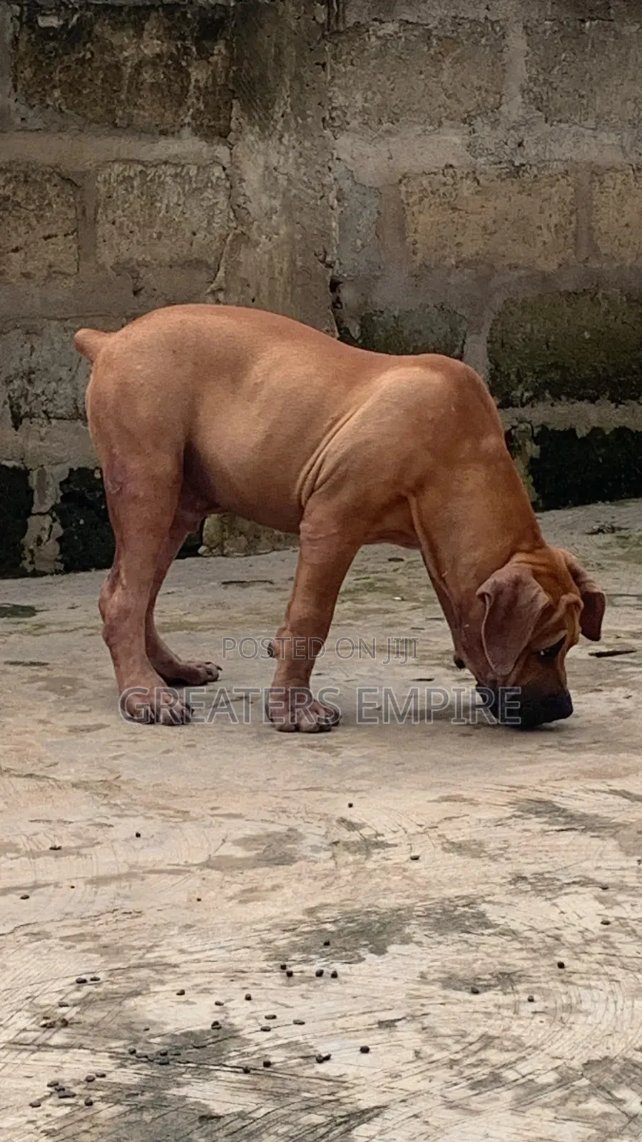 3-6 months Male Purebred Boerboel