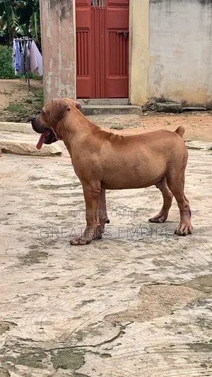 3-6 months Male Purebred Boerboel