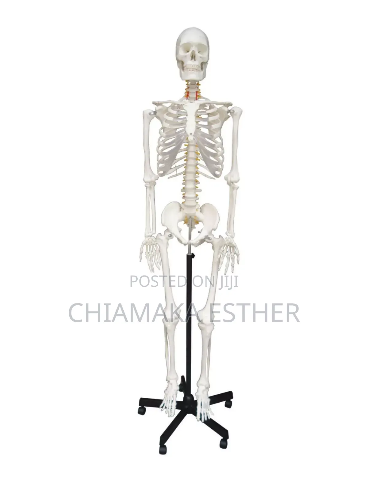 Medical Model Skeleton