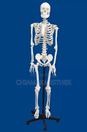 Medical Model Skeleton