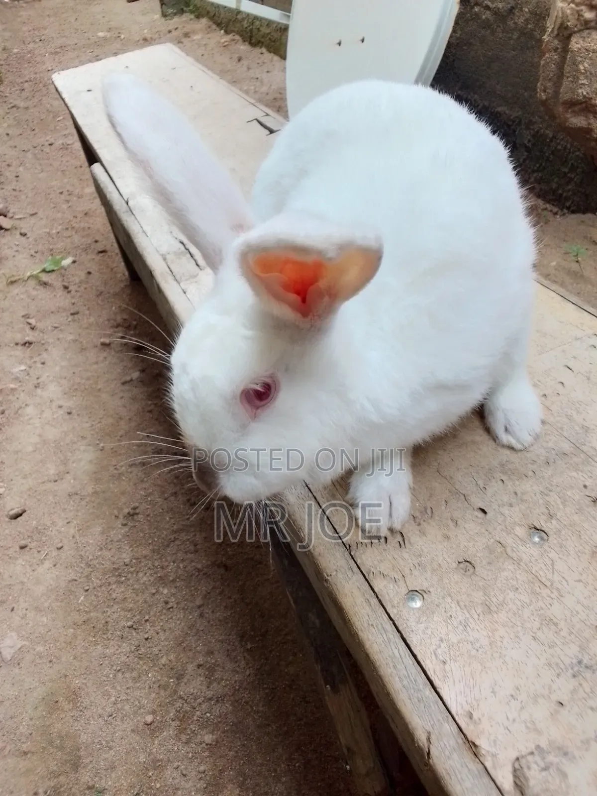 Good and Healthy Rabbit for Sale