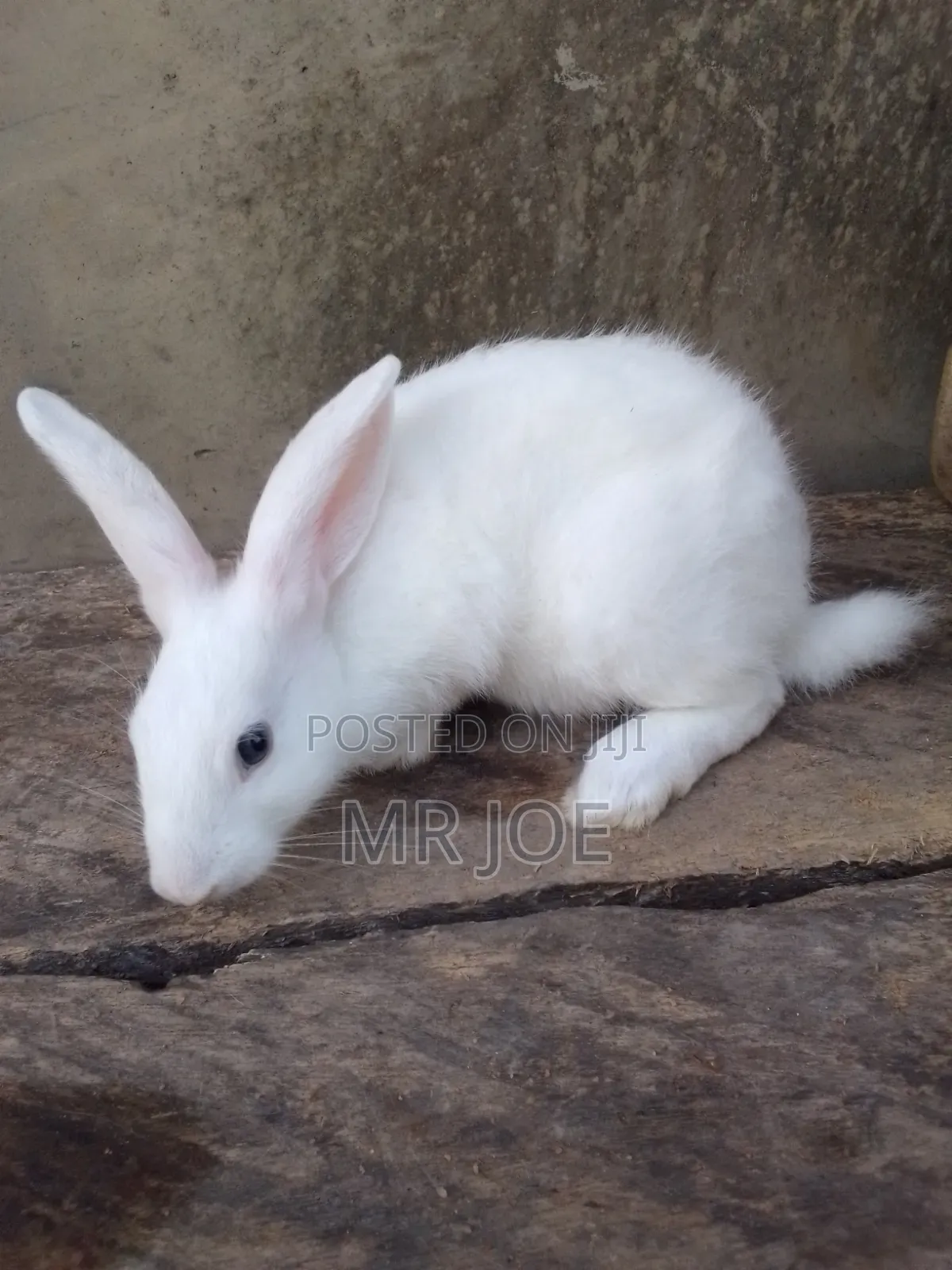 Good and Healthy Rabbit for Sale