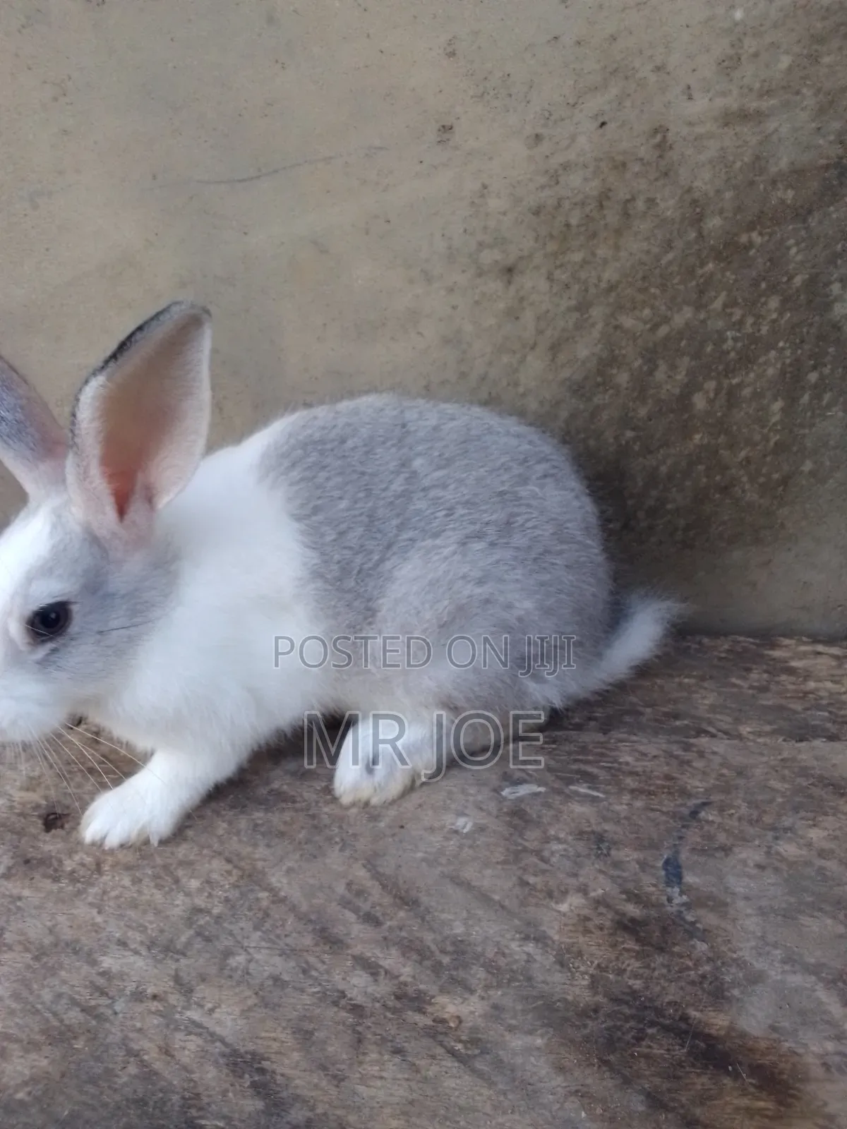 Good and Healthy Rabbit for Sale