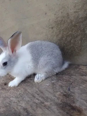 Good and Healthy Rabbit for Sale