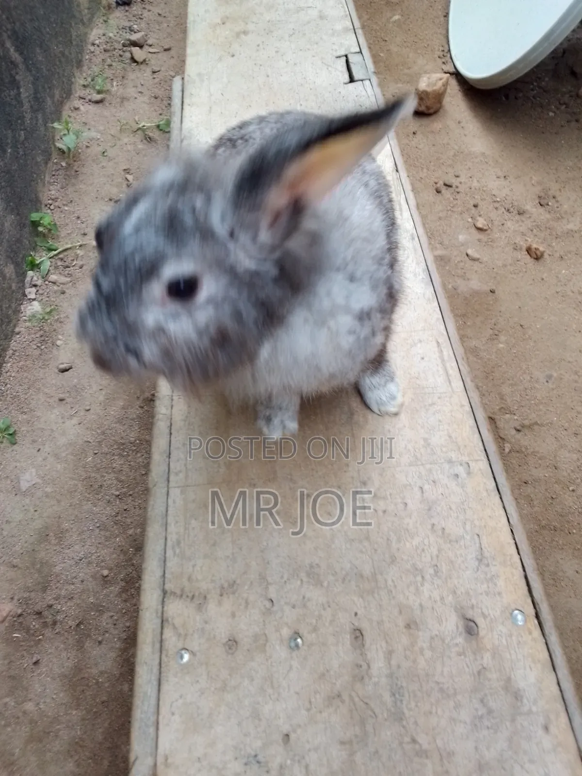 Good and Healthy Rabbit for Sale