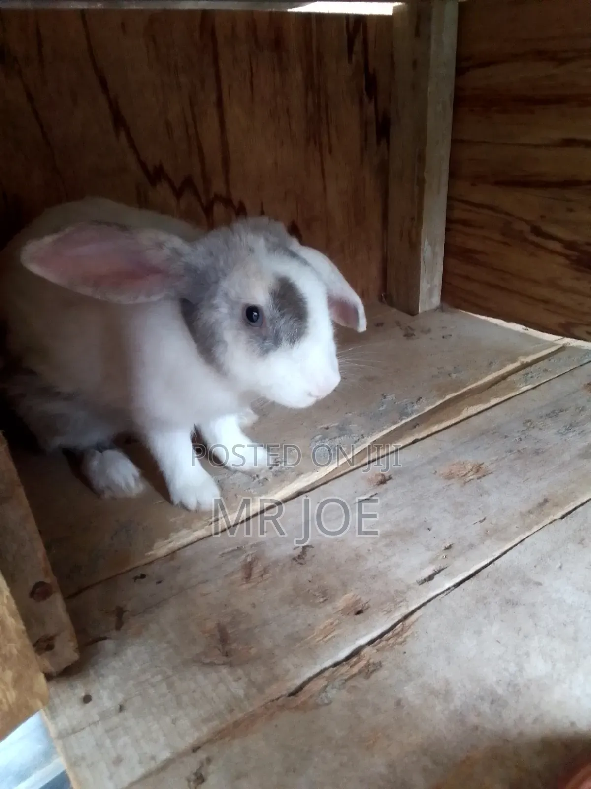 Good and Healthy Rabbit for Sale