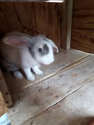 Good and Healthy Rabbit for Sale
