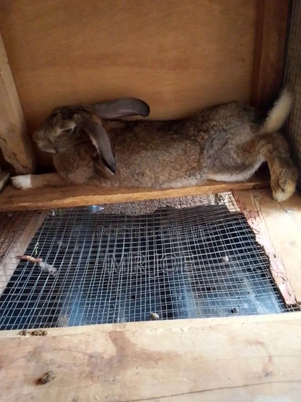 Good and Healthy Rabbit for Sale