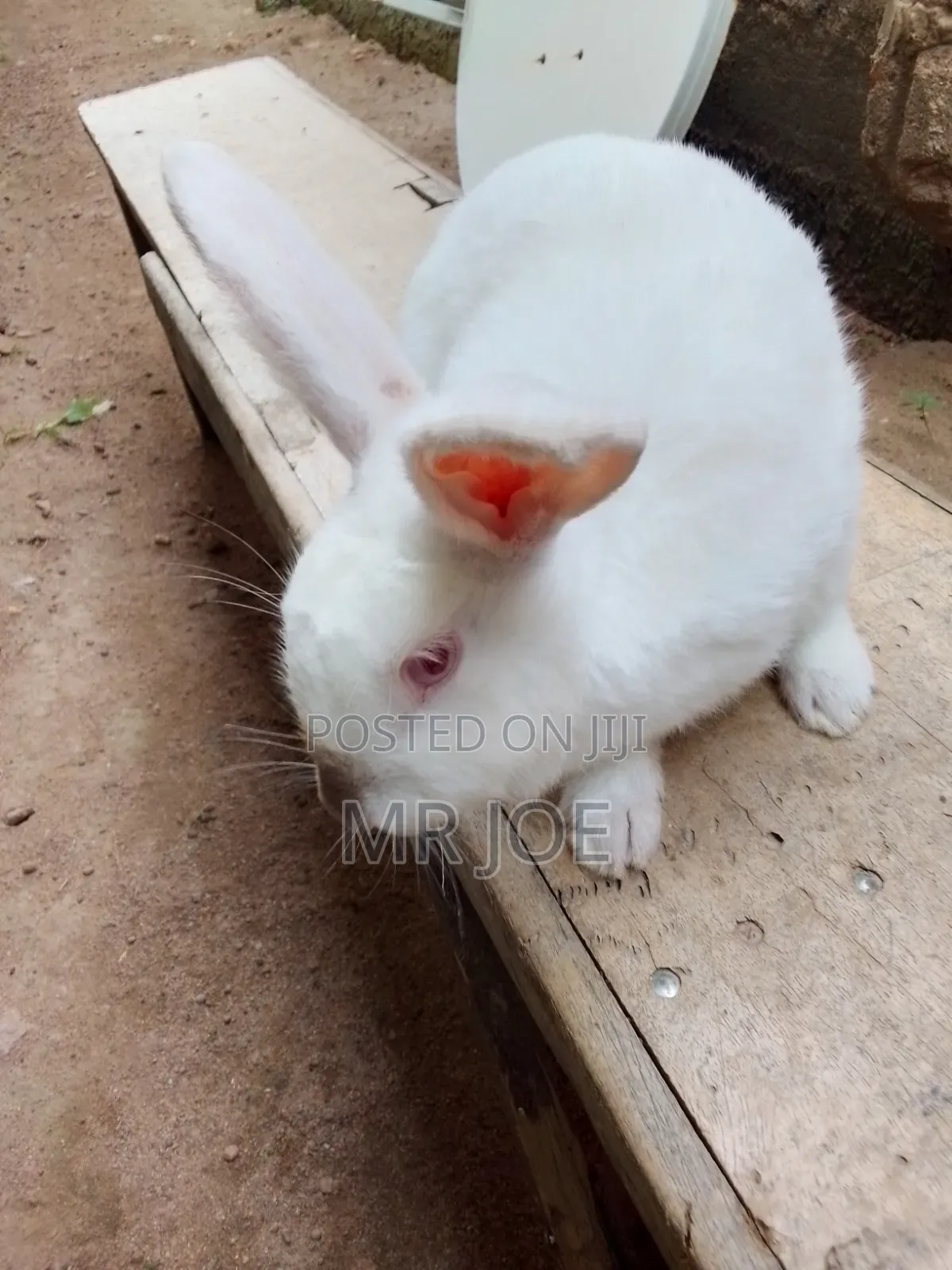 Good and Healthy Rabbit for Sale