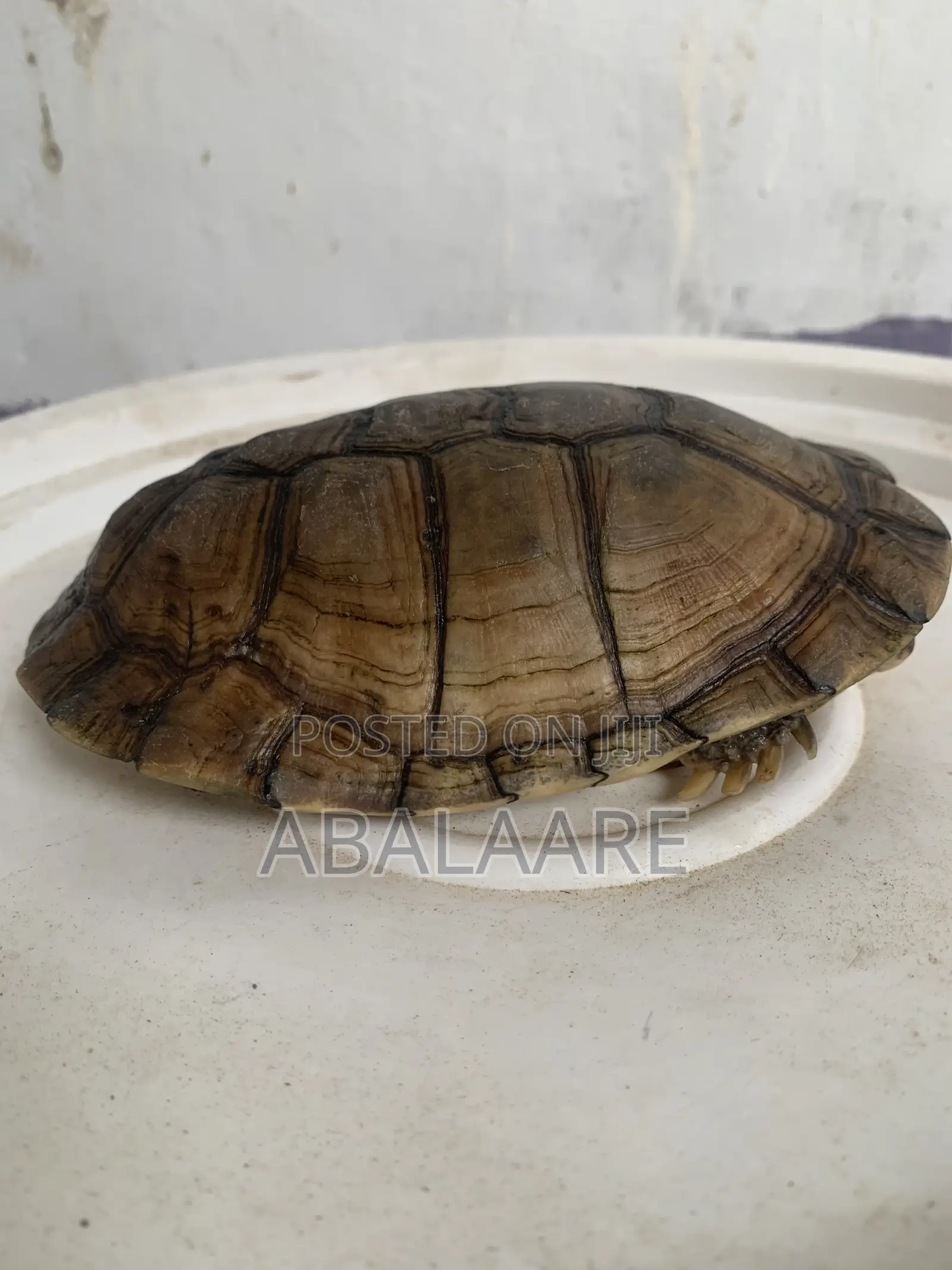 African Giant Tortis Baby for Sale