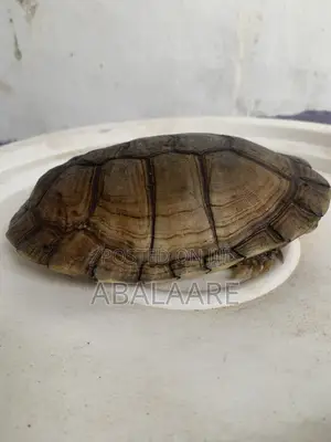 African Giant Tortis Baby for Sale