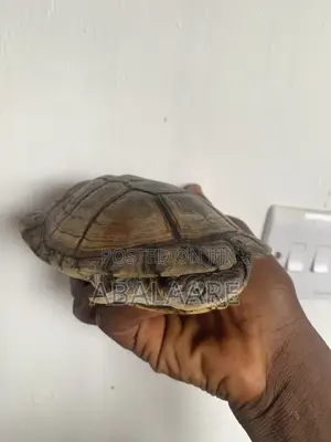 African Giant Tortis Baby for Sale