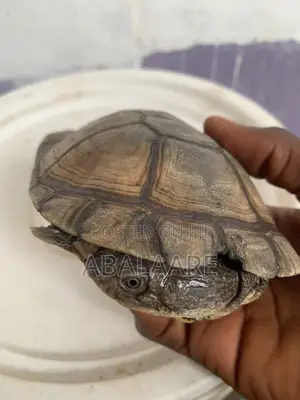 African Giant Tortis Baby for Sale