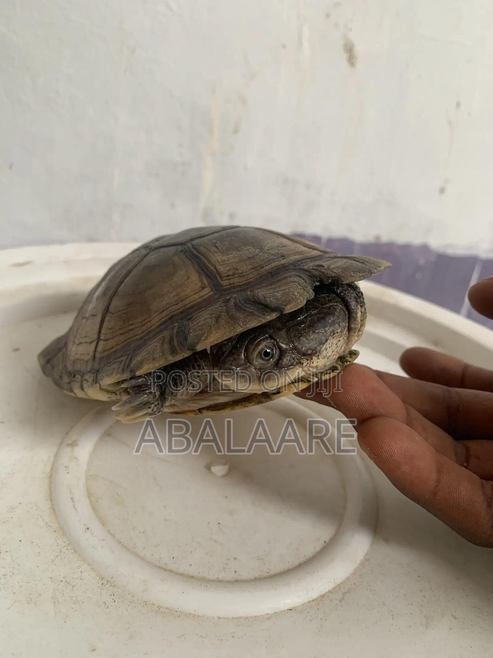 African Giant Tortis Baby for Sale