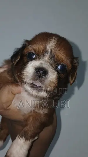 1-3 months Female Purebred Lhasa Apso