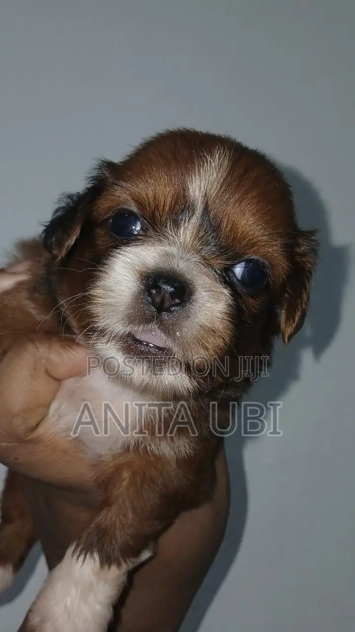1-3 months Female Purebred Lhasa Apso