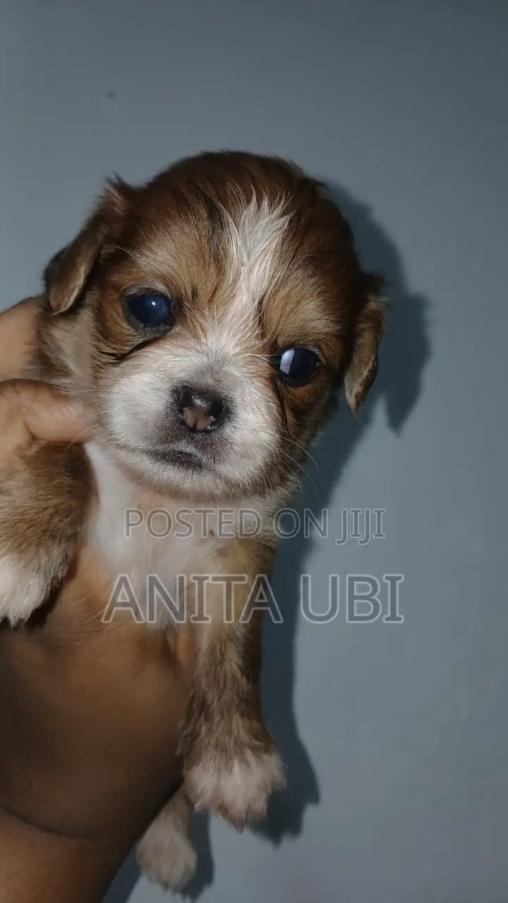 1-3 months Female Purebred Lhasa Apso