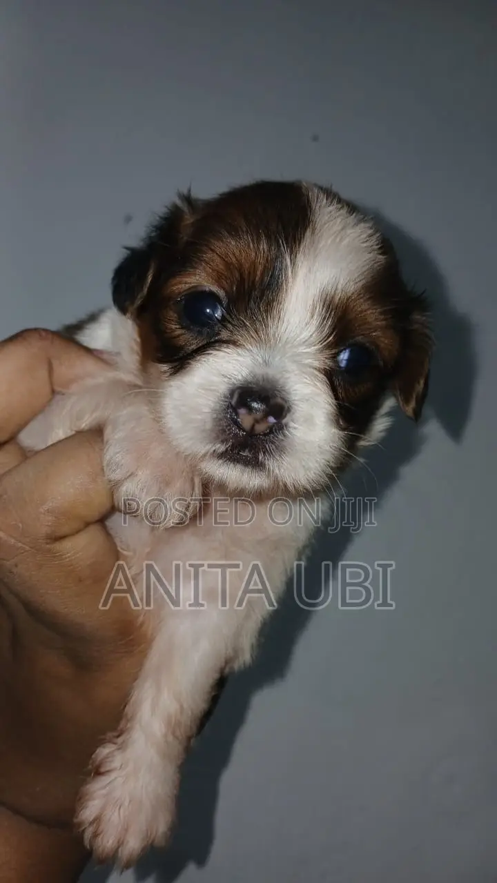 1-3 months Female Purebred Lhasa Apso