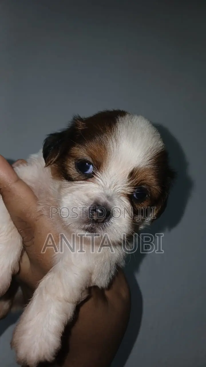 1-3 months Female Purebred Lhasa Apso