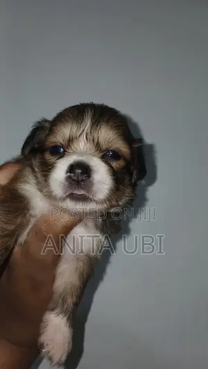 1-3 months Female Purebred Lhasa Apso