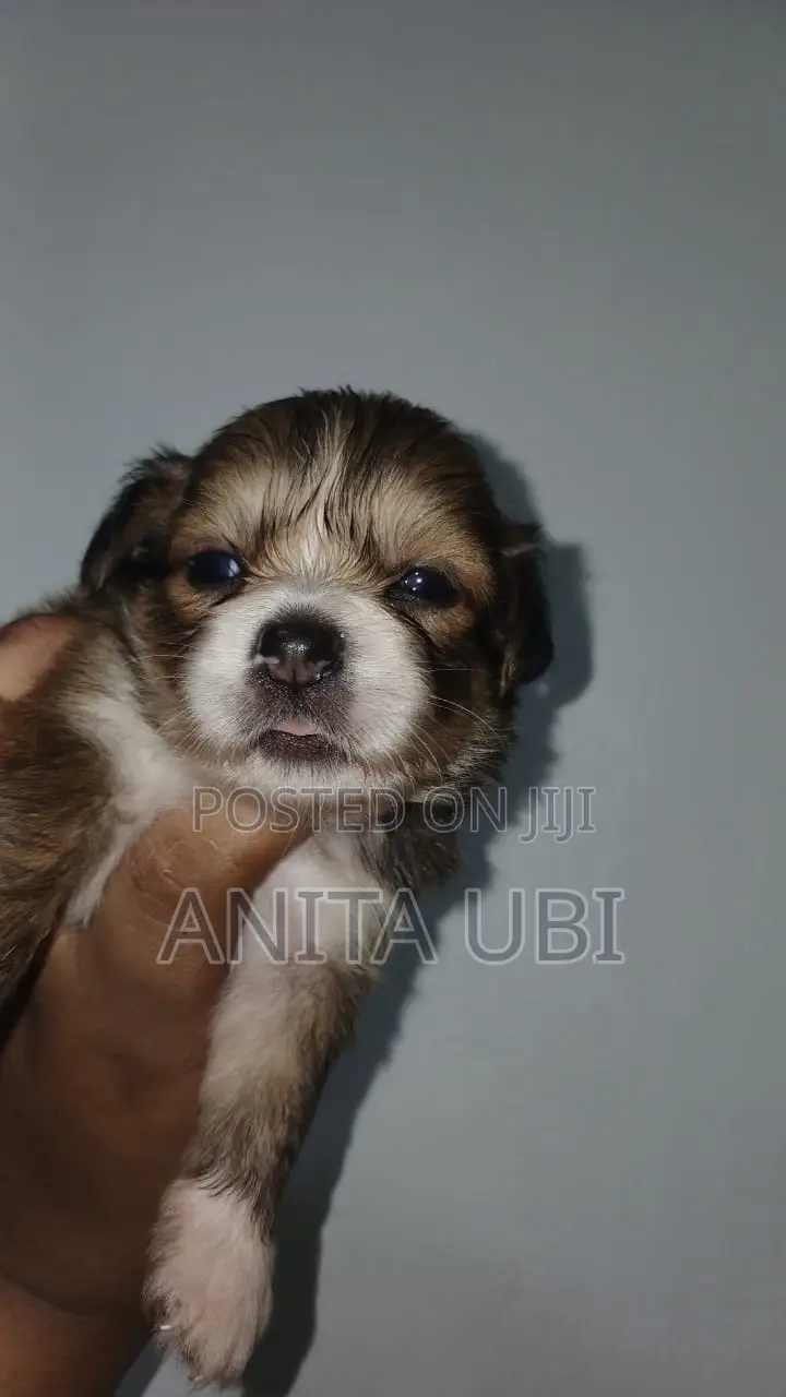 1-3 months Female Purebred Lhasa Apso