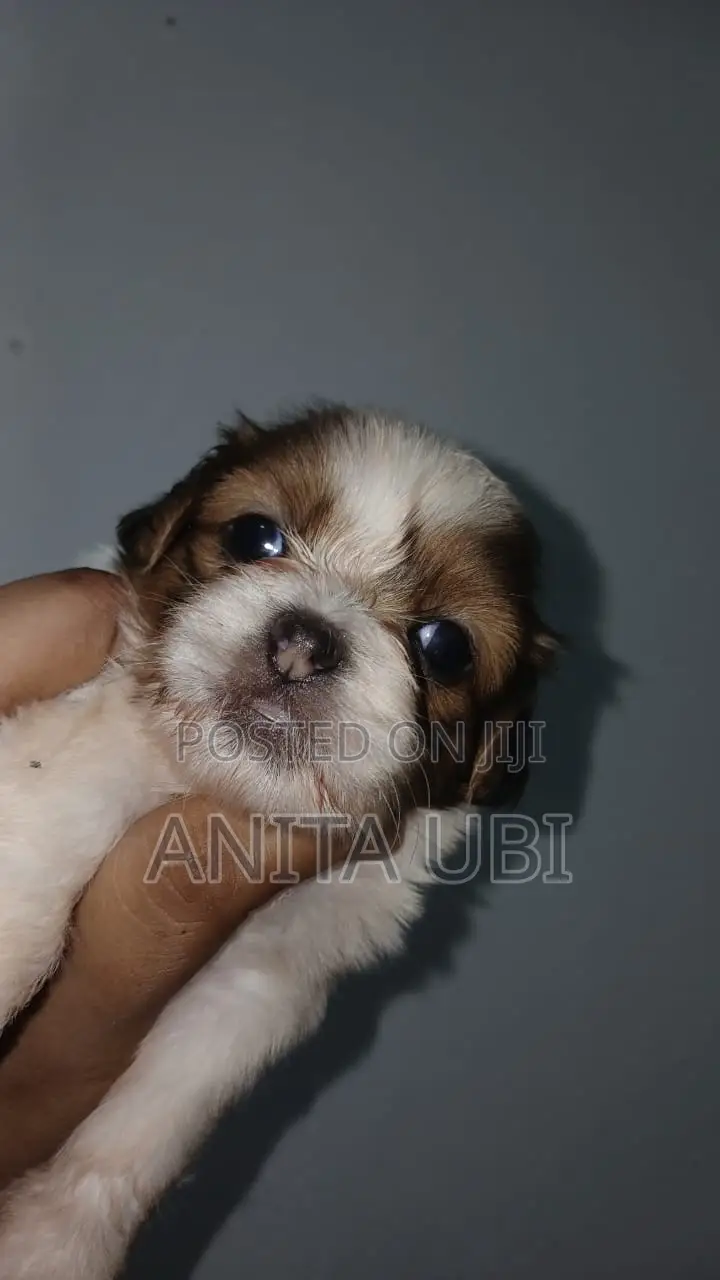 1-3 months Female Purebred Lhasa Apso