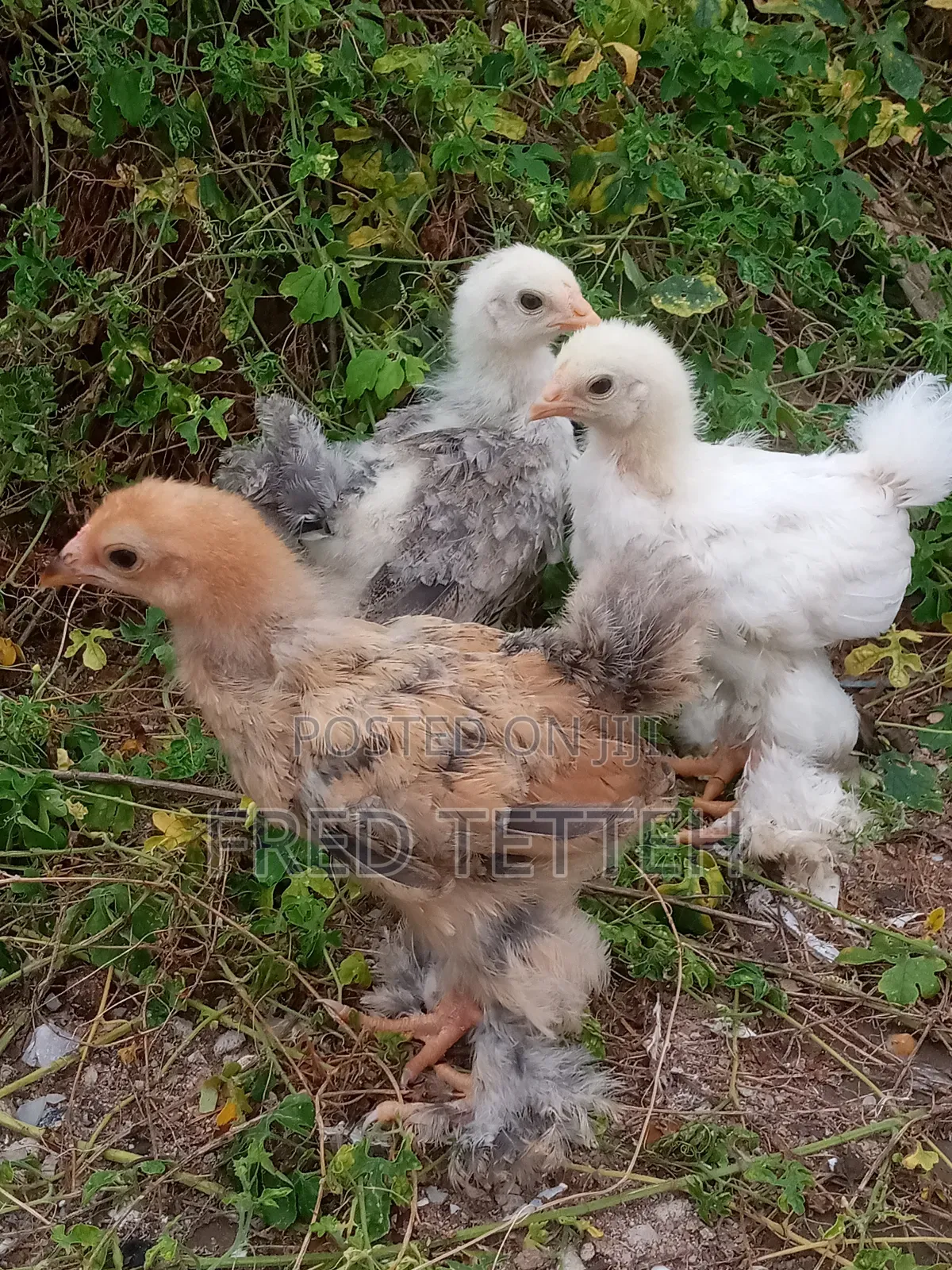 4 Weeks Brahma