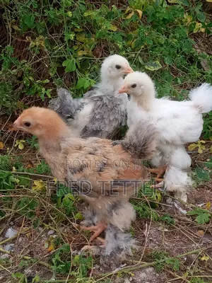 4 Weeks Brahma