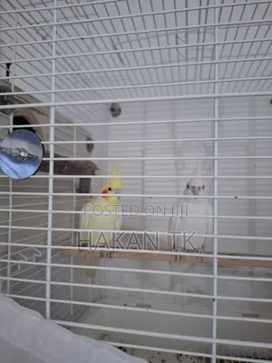 Very Beautiful and Neat Cockateil Pair
