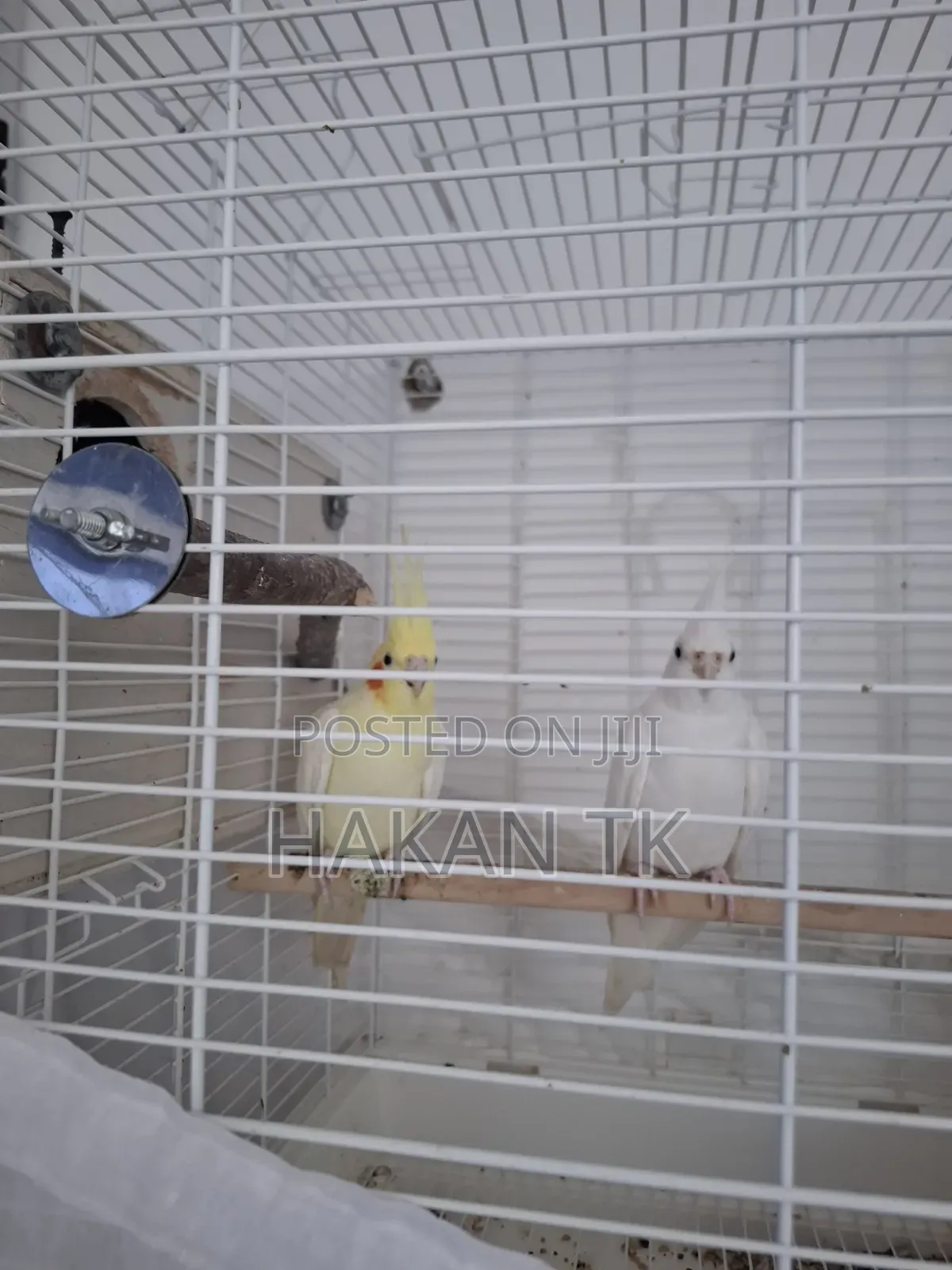 Very Beautiful and Neat Cockateil Pair