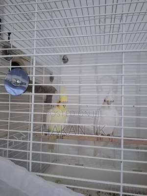 Very Beautiful and Neat Cockateil Pair