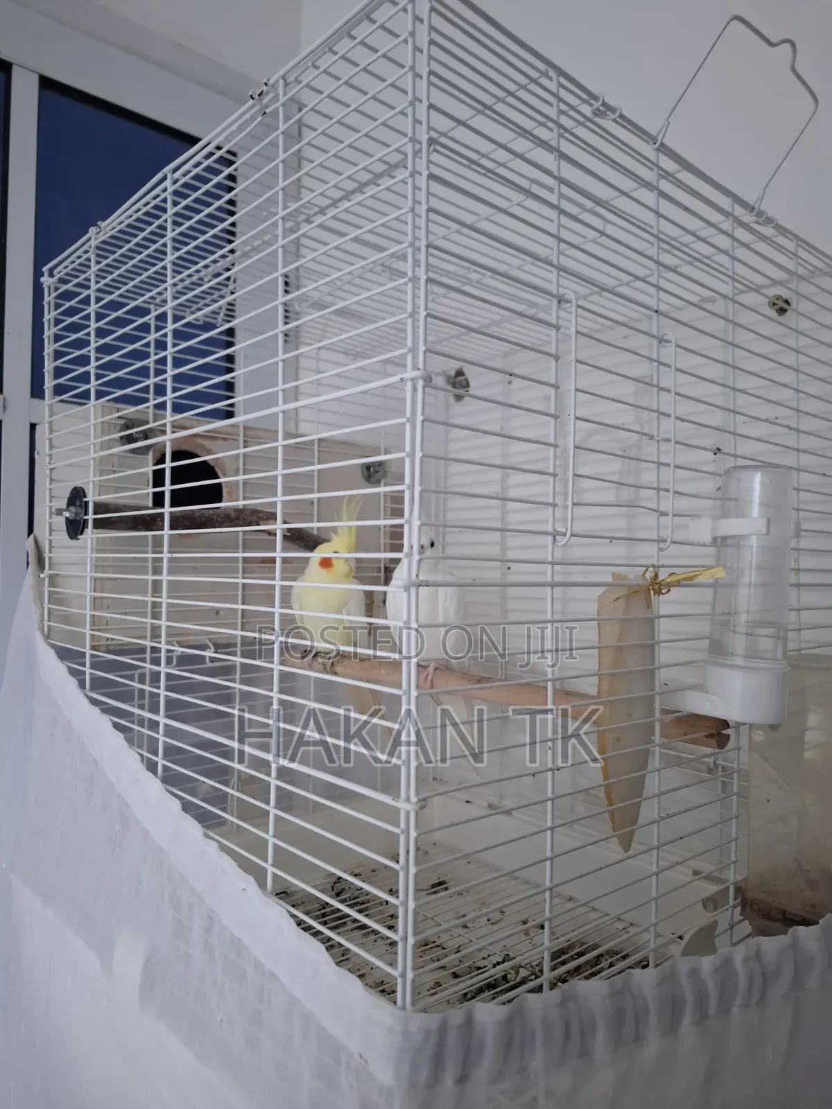 Very Beautiful and Neat Cockateil Pair