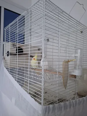 Very Beautiful and Neat Cockateil Pair
