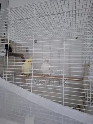 Very Beautiful and Neat Cockateil Pair