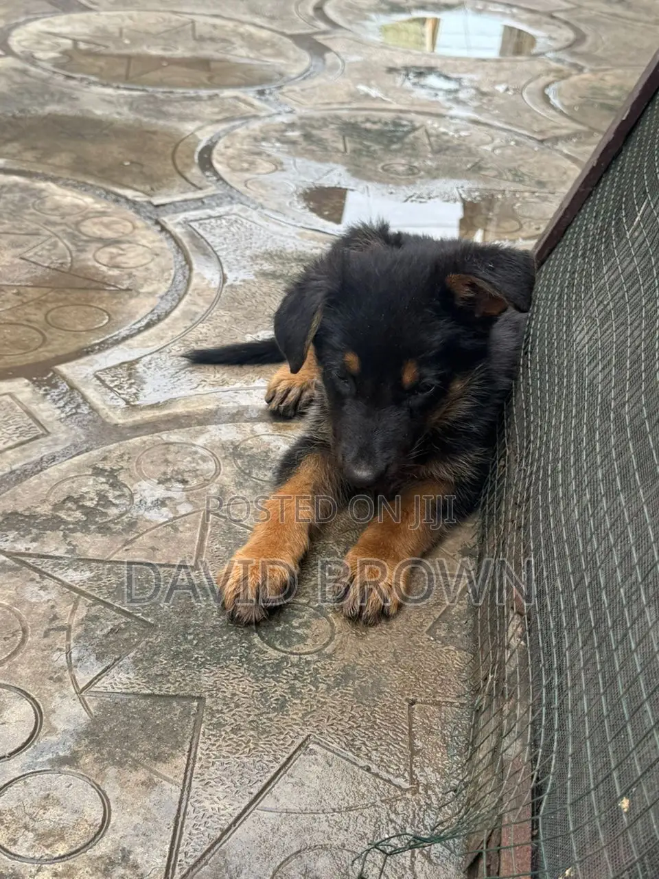 1-3 months Female Mixed Breed German Shepherd