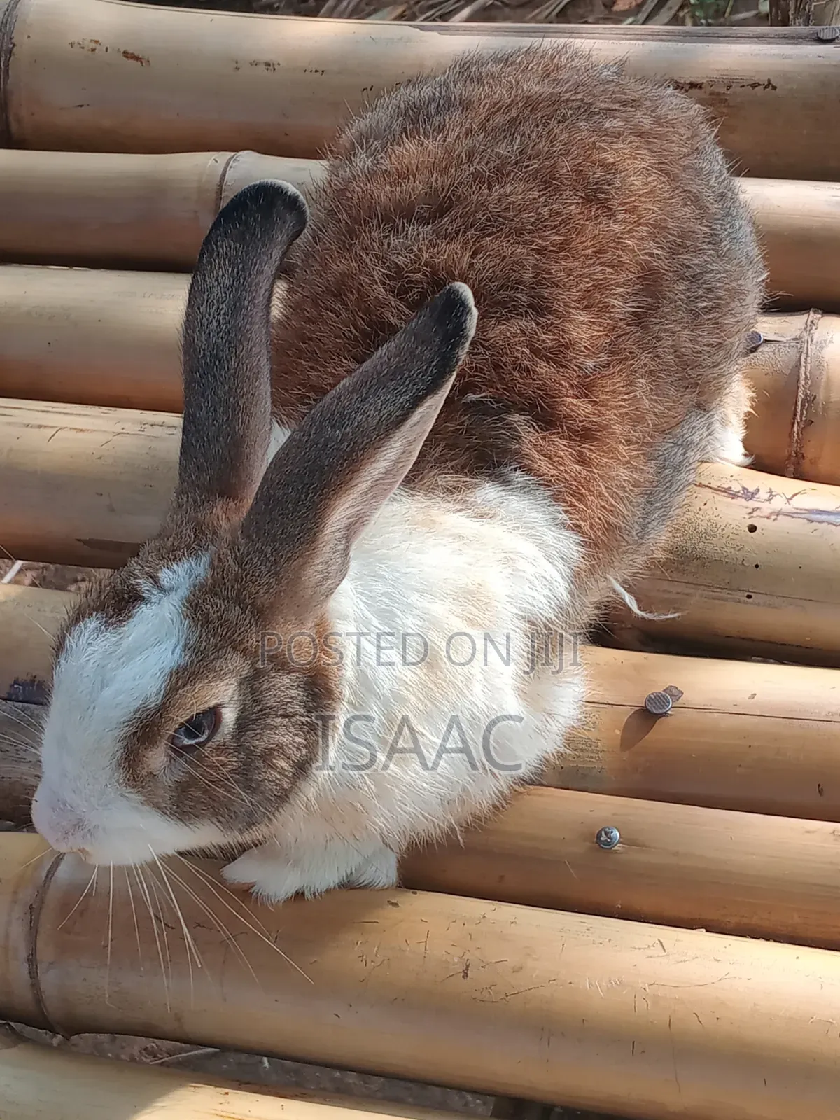 Mature Male Rabbits for Sale