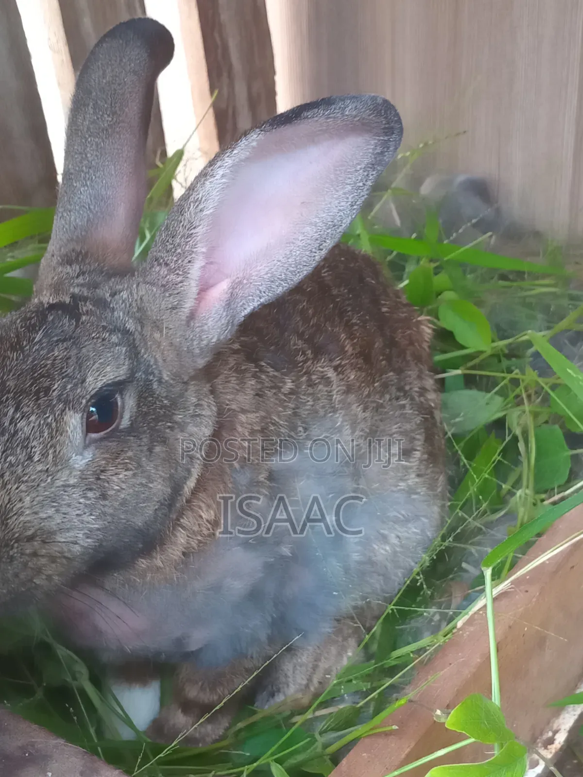 Mature Female Rabbit for Sale