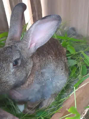 Mature Female Rabbit for Sale