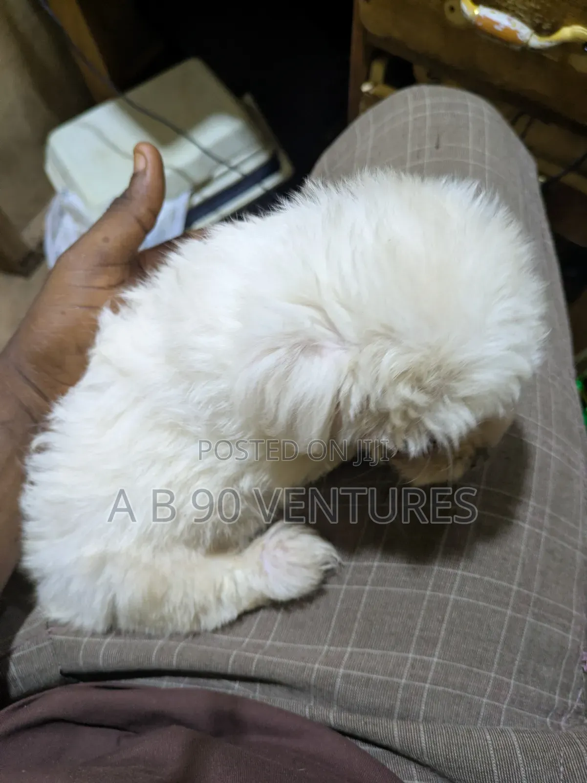 1-3 months Female Purebred Maltese
