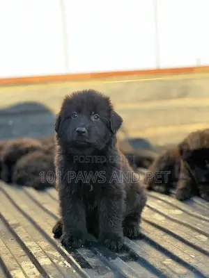 1-3 months Male Purebred German Shepherd