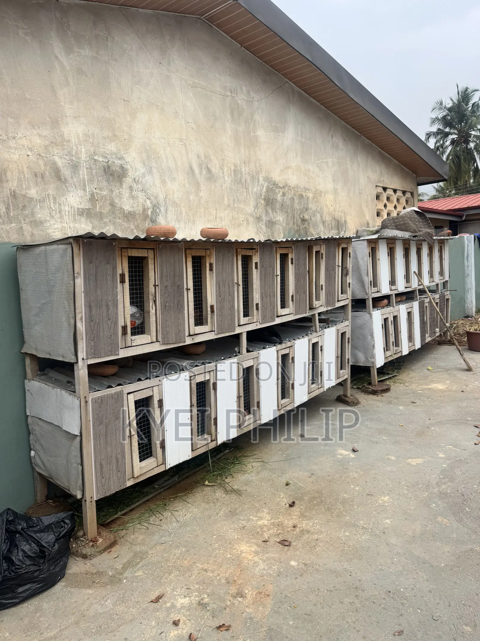 Grasscutter/ Rabbit Cage