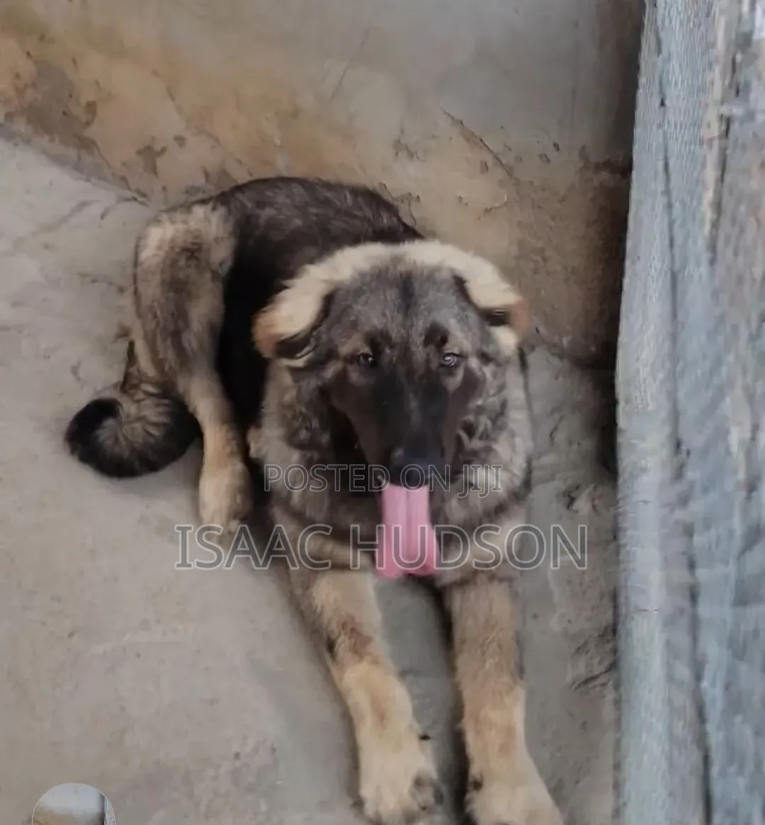 6-12 months Female Purebred Caucasian Shepherd