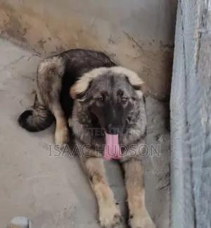 6-12 months Female Purebred Caucasian Shepherd