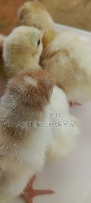 Day Old Turkey Poults