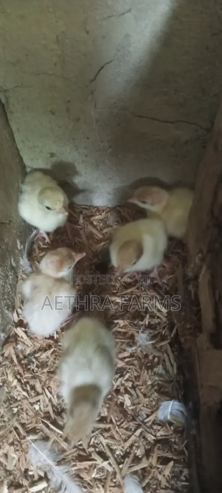 Day Old Turkey Poults