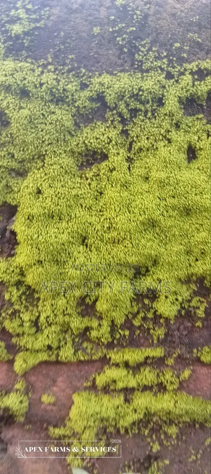 Moss for Flower Pots,Home Decorations, Crafters in Ghana