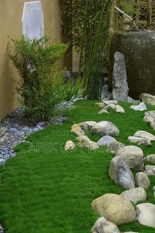 Moss for Flower Pots,Home Decorations, Crafters in Ghana