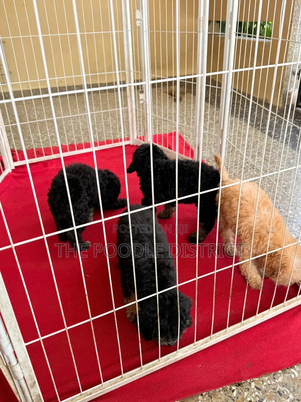 3-6 months Male Purebred Poodle
