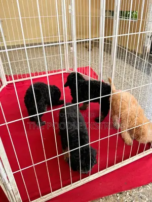 3-6 months Male Purebred Poodle